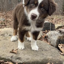 Belle - Red tri-color female Australian Shepherd puppy in Witter, Arkansas from Mountainside Aussies