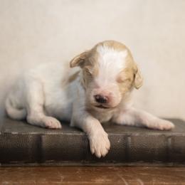 Black collar - Parti male Goldendoodle puppy in Seffner, Florida from Gold Diamond Pup