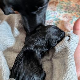 Roman Candle - male Patterdale Terrier puppy in Yucaipa, California from Moormont Kennels