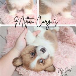 Boy 3 Mr. Dark Green - White and red male Pembroke Welsh Corgi puppy in Milton, Florida from Milton Corgis