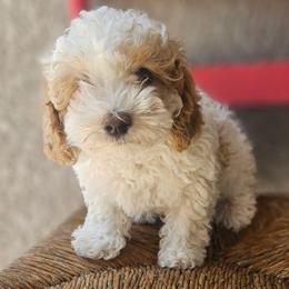 Leo - Blenheim male Cavapoo puppy in Tucson, Arizona from Ever After Doodles Arizona