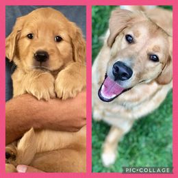 Golden Retriever Puppies from Star City Goldens