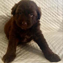 Chocolate - Brown and white female Aussiedoodle puppy in Sheridan, Arkansas from Runnin’ Wild Ranch Aussies