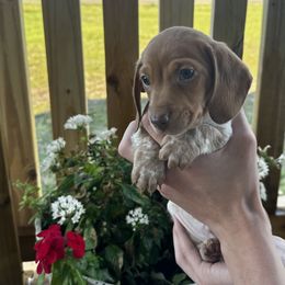 Boy 2 - Red Dachshund puppy in Texas from Texas Mini Dachs