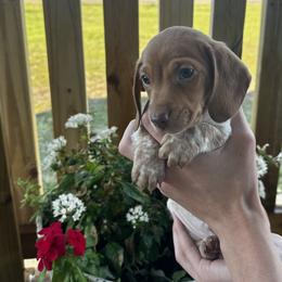 Boy 2 - Red Dachshund puppy in Texas from Texas Mini Dachs