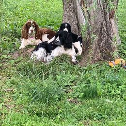 Cavalier King Charles Spaniel and English Springer Spaniel Puppies from Liberty Springers and Cavaliers