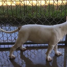 Bull Terrier Puppies from Jarrogue's Bull Terriers