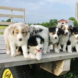 Australian Shepherd Puppies from Real McCoy Australian Shepherds