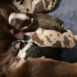 Girl 3 - Red merle female Australian Shepherd puppy in Niles, Michigan from Tara's Australian Shepherds