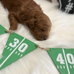 Osito - Red  male Poodle puppy in Wasco, California from Kern County Miniature Red Poodles