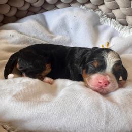 Jo - Tri-color female Bernedoodle puppy in Rose Hill, North Carolina from Red Door Canines