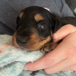 Dahlia - Black and tan female Dachshund puppy in Jacksonville, North Carolina from Lizzie’s Doxies
