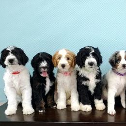 Aussiedoodle Puppies from Southwest Florida Doodles