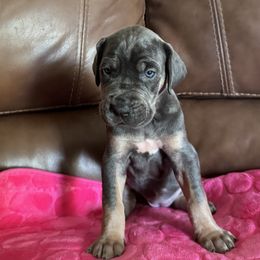 Ruby - Blue Tanpoint - Blue female Great Dane puppy in Morton, Illinois from That Gurl K9s