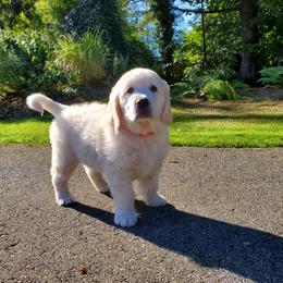 Golden Retriever Puppies from Hoekema Homestead Goldens