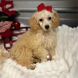 Lucy - Poodle