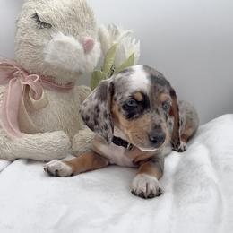 Black - Dapple male Dachshund puppy in Goodyear, Arizona from AZ Royal Doxies llc