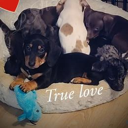 Dachshund and Great Dane Puppies from AZ's Prestigious Minature Dachshunds