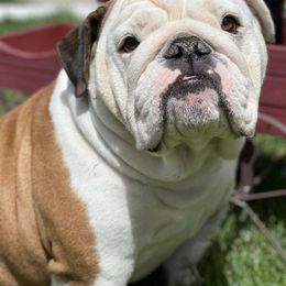 Bulldogs from BigPetLittlePet