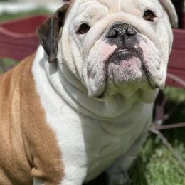 Bulldogs from BigPetLittlePet