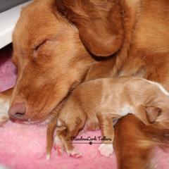 Nova Scotia Duck Tolling Retriever Puppies from Meadowlark Tollers