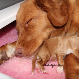Nova Scotia Duck Tolling Retriever Puppies from Meadowlark Tollers