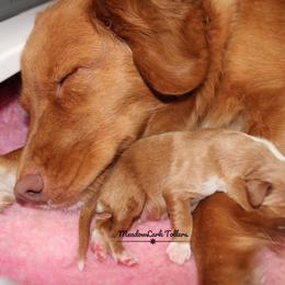 Nova Scotia Duck Tolling Retriever Puppies from Meadowlark Tollers