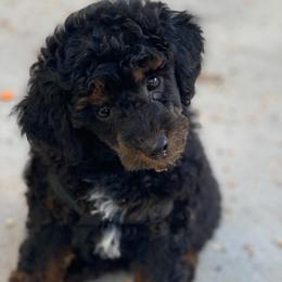 Lady Sophia - Poodle