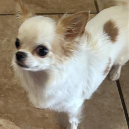Nutmeg - Chihuahua
