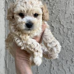 Poodle Puppies from Mishel St James