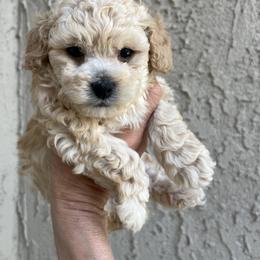 Poodle Puppies from Mishel St James