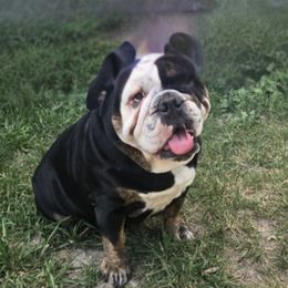 Bulldog puppies from Snuggle Pups