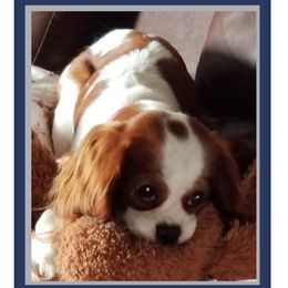 Mandy - Cavalier King Charles Spaniel