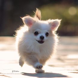 Chihuahua Puppies from DiLusso Chihuahuas