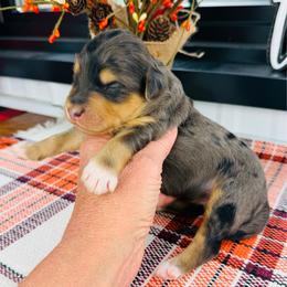 Annie - Blue female Pyredoodle puppy in Bowling Green, Ohio from FDF Pyredoodles & Bernedoodles