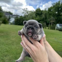 Girl 1 - Tricolors female French Bulldog puppy in Jacksonville, Florida from Jacksonville Frenchies