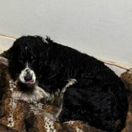 Molly - English Springer Spaniel