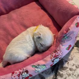 Yellow - White male West Highland White Terrier puppy in Bessemer City, North Carolina from JJs Puppies of the Carolinas