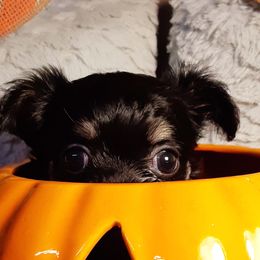 Chihuahua Puppies from Grace & Glory Chihuahuas