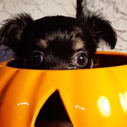 Chihuahua Puppies from Grace & Glory Chihuahuas