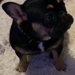 French Bulldogs from Shantell's Frenchies
