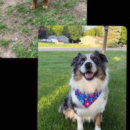 Australian Shepherd puppies from White Tail Australian Shepherds