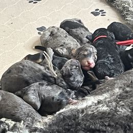 Bernedoodle, Goldendoodle, and Poodle Puppies from Poodles and Doodles By Grace
