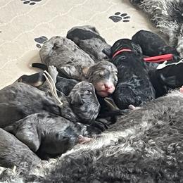 Bernedoodle, Goldendoodle, and Poodle Puppies from Poodles and Doodles By Grace