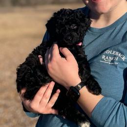 Gumdrop - Black female Poodle puppy in Dayton, Texas from Wolfe Island Poodles