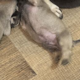 Puppy 3 - Fawn male Pug puppy in Watseka, Illinois from Jakes Lil Country Kennels