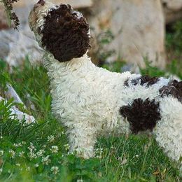 Lagotti Romagnoli from True Blue Kennel