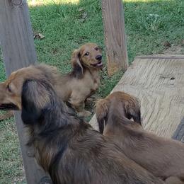 Dachshund Puppies from CLARK'S BREEDING PROGRAM