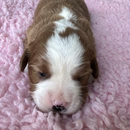 Bella - Red female Cavapoo puppy in Camden, Michigan from FurEver Friends Finder