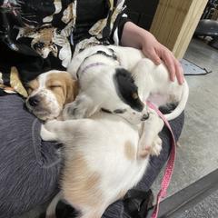 English Setter Puppies from Morgan-Hunter’s Pups